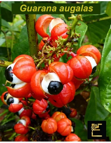 Guarana augalas