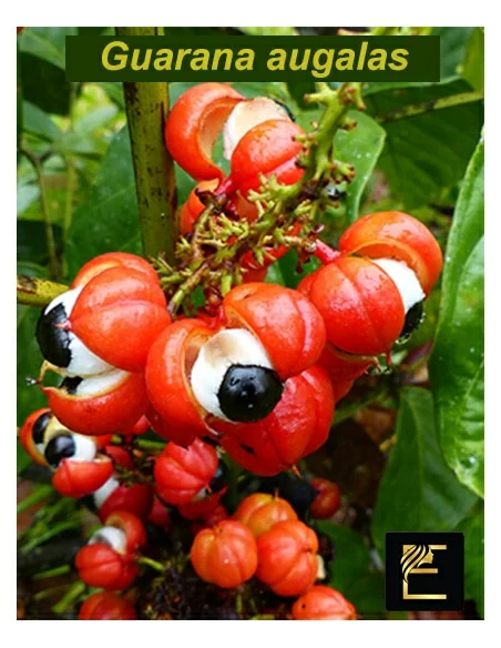 Guarana augalas Guarana augalas